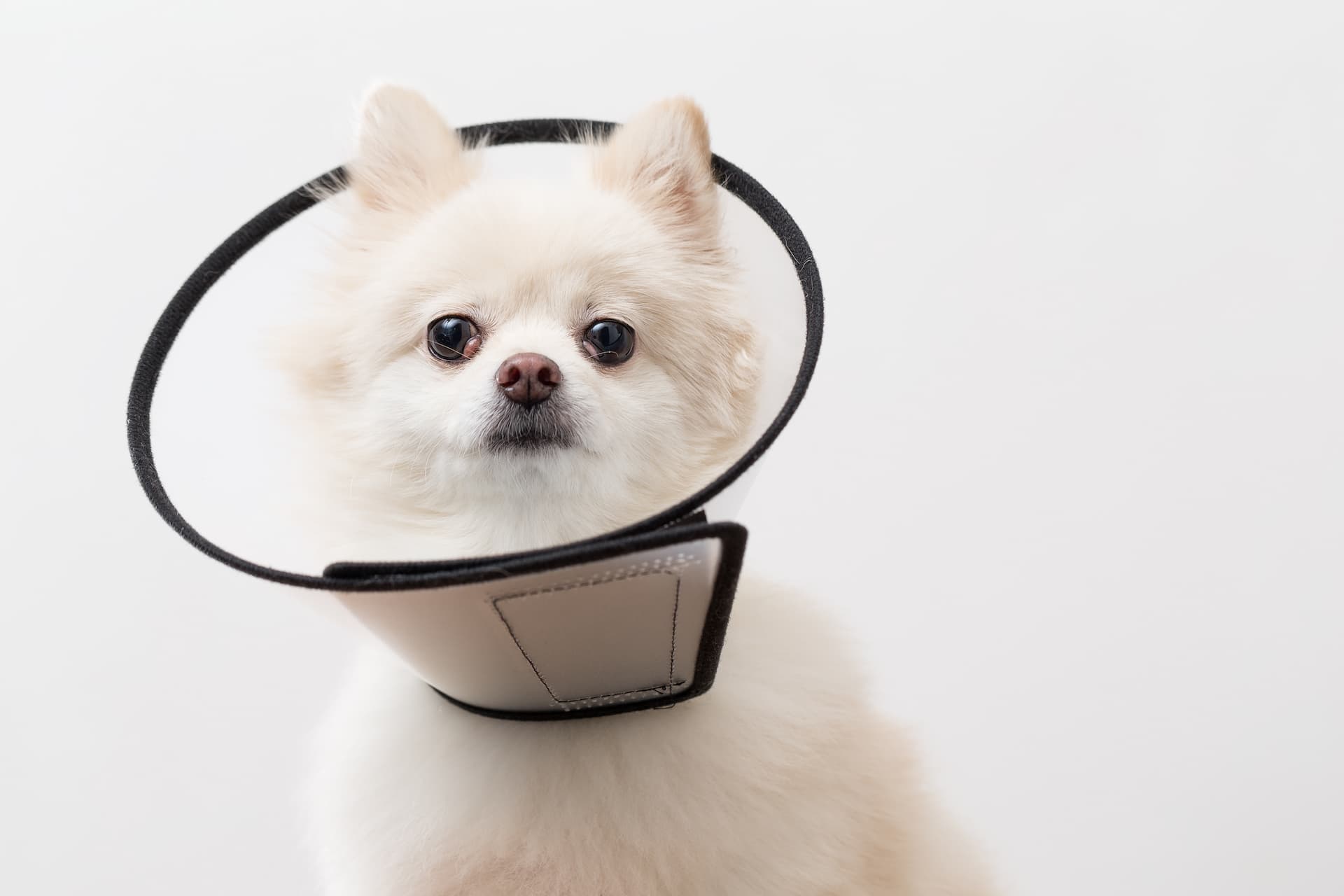 pomeranian-with-protective-collar